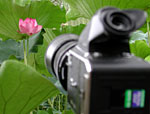 Taking pictures of a lotus blossom